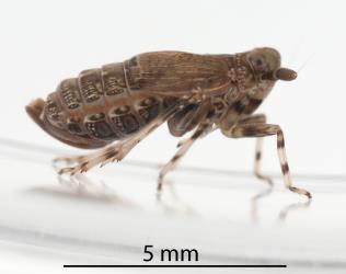 Side view of an adult female New Zealand spinach planthopper, Delphacidae sp. (Tetragonia), (Hemiptera: Delphacidae): note the short wings. Creator: Darren Snaith. © Plant & Food Research. [Image: 31FS]