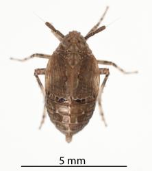 Adult female New Zealand spinach planthopper, Delphacidae sp. (Tetragonia), (Hemiptera: Delphacidae): note the short wings. Creator: Darren Snaith. © Plant & Food Research. [Image: 31FT]