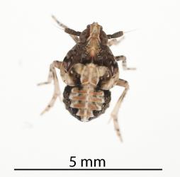 Nymph of a New Zealand spinach planthopper, Delphacidae sp. (Tetragonia), (Hemiptera: Delphacidae): note the wing buds. Creator: Darren Snaith. © Plant & Food Research. [Image: 31FW]