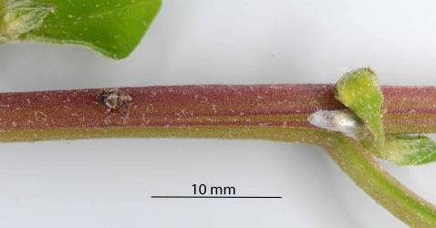 Left, the skin of a nymph of New Zealand spinach planthopper, Delphacidae sp. (Tetragonia), (Hemiptera: Delphacidae) and right, a newly spun cocoon of a Delphacid parasitoid wasp, Gonatopus alpinus, (Hymenoptera: Dryinidae) on a stem of New Zealand climbing spinach, Tetragonia implexicoma (Aizoaceae). Creator: Nicholas A. Martin. © Plant & Food Research. [Image: 31G5]