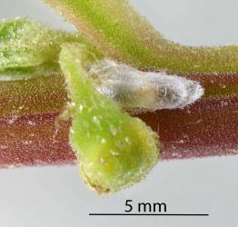 A newly spun cocoon of a Delphacid parasitoid wasp, Gonatopus alpinus, (Hymenoptera: Dryinidae) on a stem of New Zealand climbing spinach, Tetragonia implexicoma (Aizoaceae). Creator: Nicholas A. Martin. © Plant & Food Research. [Image: 31G6]