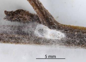 A cocoon of a Delphacid parasitoid wasp, Gonatopus alpinus, (Hymenoptera: Dryinidae) with an exit hole made by the adult wasp. Creator: Nicholas A. Martin. © Plant & Food Research. [Image: 31G8]