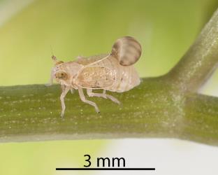 An adult Sea celery planthopper, Delphacidae sp. (Apium), (Hemiptera: Delphacidae) with a larva of the Delphacid parasitoid wasp, Gonatopus alpinus, (Hymenoptera: Dryinidae) attached to its back. Creator: Tim Holmes. © Plant & Food Research. [Image: 31GG]