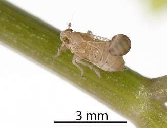 An adult Sea celery planthopper, Delphacidae sp. (Apium), (Hemiptera: Delphacidae) with a larva of the Delphacid parasitoid wasp, Gonatopus alpinus, (Hymenoptera: Dryinidae) attached to its back. Creator: Tim Holmes. © Plant & Food Research. [Image: 31GH]