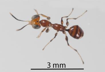 A wingless female Delphacid parasitoid wasp, Gonatopus alpinus, (Hymenoptera: Dryinidae): note the swollen, muscular upper leg segments. The larva had parasitised a nymph of the Sea celery planthopper, Delphacidae sp. (Apium), (Hemiptera: Delphacidae). Creator: Tim Holmes. © Plant & Food Research. [Image: 31GM]