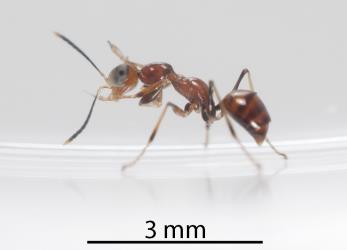 Side view of a wingless adult Delphacid parasitoid wasp, Gonatopus alpinus, (Hymenoptera: Dryinidae): note the swollen, muscular upper leg segments. The larva had parasitised a nymph of the Sea celery planthopper, Delphacidae sp. (Apium), (Hemiptera: Delphacidae). Creator: Tim Holmes. © Plant & Food Research. [Image: 31GP]