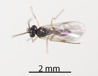 An adult male Delphacid parasitoid wasp, Gonatopus alpinus, (Hymenoptera: Dryinidae) that had been a parasite of a nymph of the Sea celery planthopper, Delphacidae sp. (Apium), (Hemiptera: Delphacidae): note the wasp’s jaws. Creator: Tim Holmes. © Plant & Food Research. [Image: 31GT]