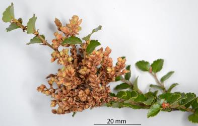 A young compact witch's broom gall on Silver beech, Lophozonia menziesii (Nothofagaceae) induced by the feeding in opening buds by the Beech witches broom mite, Cymoptus waltheri (Acari: Eriophyidae). Creator: Nicholas A. Martin. © Plant & Food Research. [Image: 31I3]