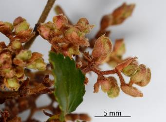 A close up of a witch's broom gall on Silver beech, Lophozonia menziesii (Nothofagaceae) induced by the feeding in opening buds by the Beech witches broom mite, Cymoptus waltheri (Acari: Eriophyidae). Creator: Nicholas A. Martin. © Plant & Food Research. [Image: 31I4]