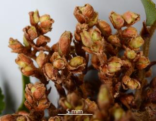 A close up of a witch's broom gall on Silver beech, Lophozonia menziesii (Nothofagaceae) induced by the feeding in opening buds by the Beech witches broom mite, Cymoptus waltheri (Acari: Eriophyidae). Creator: Nicholas A. Martin. © Plant & Food Research. [Image: 31I5]