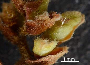 The arrow points to a tiny Beech witches broom mite, Cymoptus waltheri (Acari: Eriophyidae) in a bud of a witches broom gall on Silver beech, Lophozonia menziesii (Nothofagaceae). Creator: Nicholas A. Martin. © Plant & Food Research. [Image: 31I6]