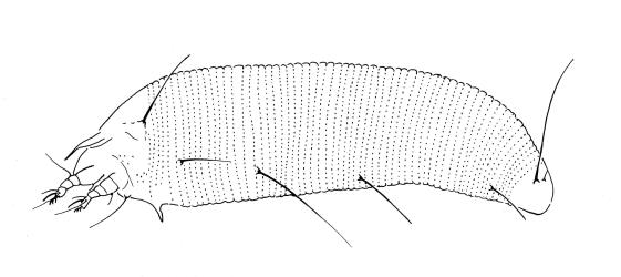 Drawing of side view of a protogyne adult Beech witches broom mite, Cymoptus waltheri (Acari: Eriophyidae). The adult mite is very tiny, 0.133-0.209 mm long. Creator: Dave Manson. © Drawing published in Fauna of New Zealand 1984, vol. 5, fig. 338. [Image: 31I7]