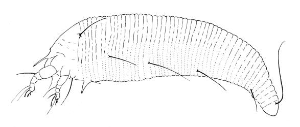 Drawing of side view of a deutogyne adult Beech witches broom mite, Cymoptus waltheri (Acari: Eriophyidae). The adult mite is very tiny, 0.133-0.209 mm long and has fewer microtubercles on its body. Creator: Dave Manson. © Drawing published in Fauna of New Zealand 1984, vol. 5, fig. 346. [Image: 31I8]