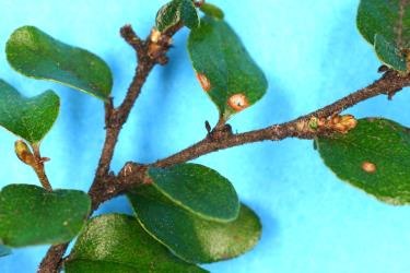 Two adult female Horned beech scales, Solenophora fagi (Hemiptera: Cerococcidae) on a twig of a Black beech tree, Fuscospora solandri (Nothofagaceae). Creator: Nicholas A. Martin. © Plant & Food Research. [Image: 31TL]