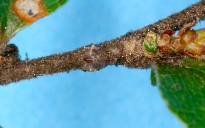 Top view of an adult female Horned beech scale, Solenophora fagi (Hemiptera: Cerococcidae) on a twig of a Black beech tree, Fuscospora solandri (Nothofagaceae). Creator: Nicholas A. Martin. © Plant & Food Research. [Image: 31TM]