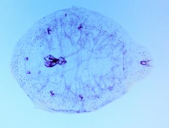 Photograph of a microscope slide of an adult female Horned beech scale, Solenophora fagi (Hemiptera: Cerococcidae). Creator: Nicholas A. Martin. © Landcare Research. [Image: 31TS]