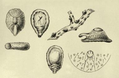 Drawings of Horned beech scale, Solenophora fagi (Hemiptera: Cerococcidae), including mature females, a male cocoon, and many scale insects on a branch of a beech tree. Creator: Maskell WM. © Drawings from Plate V in Maskell WM. 1890: Further notes on Coccidae with descriptions of new species from Australia, Fiji and New Zealand. Transactions and Proceedings of the New Zealand Institute, 22:133-156. [Image: 31TT]