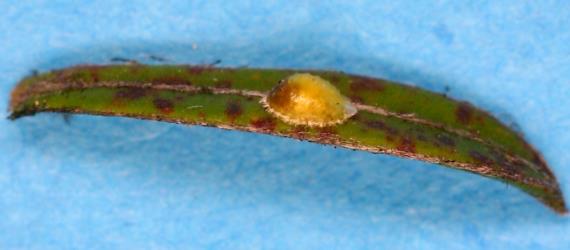 Kanuku orange scale, Asterolecanium vitreum (Hemiptera: Asterolecaniidae) on a leaf of Kanuka, Kunzea ericoides s.l. (Myrtaceae). Creator: Nicholas A. Martin. © Plant & Food Research. [Image: 31WT]