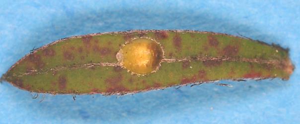 Kanuku orange scale, Asterolecanium vitreum (Hemiptera: Asterolecaniidae) on a leaf of Kanuka, Kunzea ericoides s.l. (Myrtaceae). Creator: Nicholas A. Martin. © Plant & Food Research. [Image: 31WU]