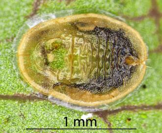 A parasitised puparium of Twiggy Coprosma whitefly, Asterochiton sp. (rhamnoides) (Hemiptera: Aleyrodidae) on the underside of a leaf of Twiggy Coprosma, Coprosma rhamnoides (Rubiaceae): note the exit hole made by the adult wasp (Hymenoptera). Creator: Nicholas A. Martin. © Landcare Research. [Image: 33XL]