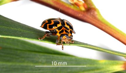 Front of an adult southern ladybird, Cleobora mellyi (Coleoptera: Coccinellidae) with elytra, wing covers, partly open. Creator: Nicholas A. Martin. © Plant & Food Research. [Image: 349X]