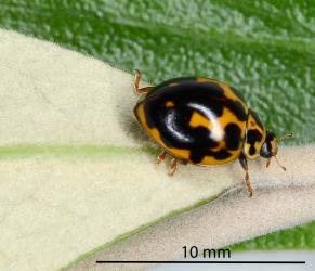 Merging spots on an adult large spotted ladybird, Harmonia conformis (Coleoptera: Coccinellidae) on the underside of a leaf. Creator: Nicholas A. Martin. © Plant & Food Research. [Image: 349Y]