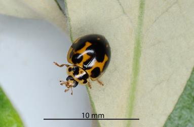 Merging spots on an adult large spotted ladybird, Harmonia conformis (Coleoptera: Coccinellidae). Creator: Nicholas A. Martin. © Plant & Food Research. [Image: 349Z]