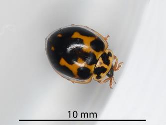 Merging spots on an adult large spotted ladybird, Harmonia conformis (Coleoptera: Coccinellidae). Creator: Nicholas A. Martin. © Plant & Food Research. [Image: 34A0]