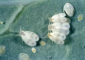 Adult cabbage whitefly, Aleyrodes proletella (Hemiptera: Aleyrodidae); note the black mark on the white wings. Creator: DSIR photographers. © Plant & Food Research. [Image: 3B6]