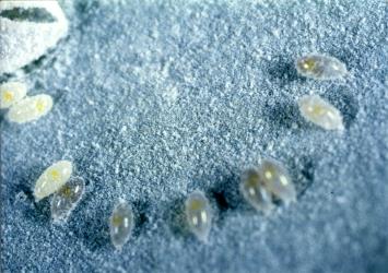 Eggs of cabbage whitefly, Aleyrodes proletella (Hemiptera: Aleyrodidae); Newly laid eggs are cream coloured and darken after a few days. Creator: DSIR photographers. © Plant & Food Research. [Image: 3B7]