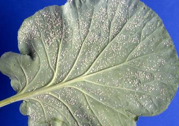 Adult and juvenile cabbage whitefly, Aleyrodes proletella (Hemiptera: Aleyrodidae) on the underside of a cabbage leaf. Creator: DSIR photographers. © Plant & Food Research. [Image: 3BE]