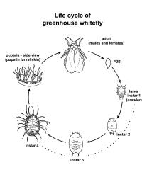 Diagramme of the life cycle of the greenhouse whitefly, Trialeurodes vaporariorum (Hemiptera: Aleyrodidae). Creator: Based on figure 20 from Crop & Food Research Broadsheet 91. © Plant & Food Research. [Image: 3BG]