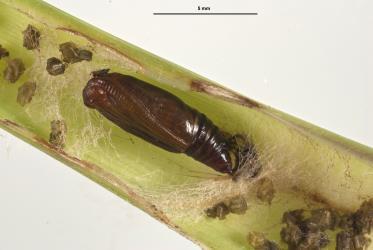 Pupa of the cabbage tree moth, Epiphryne verriculata (Lepidoptera: Geometridae), exposed in its silk-lined cocoon. Creator: Tim Holmes. © Plant & Food Research. [Image: 3BP]
