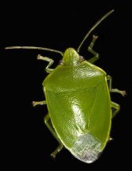 Dorsal (top) view of Australasian green shield bug, Glaucias amyoti (Hemiptera: Pentatomidae); Note the absence of any white spots in a line. Creator: Tim Holmes. © Plant & Food Research. [Image: 3BU]