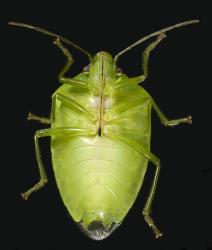 Underside of an adult Australasian green shield bug, Glaucias amyoti (Hemiptera: Pentatomidae). The rostrum, which is used for feeding, is at rest and being held along the midline between the legs. It has a darkly pigmented tip. Creator: Tim Holmes. © Plant & Food Research. [Image: 3BV]