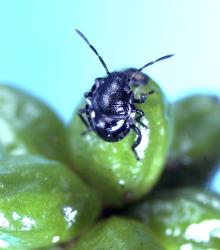 A second instar nymph of Australasian green shield bug, Glaucias amyoti (Hemiptera: Pentatomidae) feeding on a berry. Creator: DSIR photographers. © Plant & Food Research. [Image: 3C0]