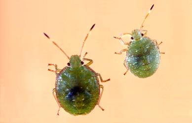 Two late instar nymphs of green potato bug, Cuspicona simplex; (Hemiptera: Pentatomidae) note the uniform green colour and the white ring on the antennae. Creator: DSIR photographers. © Landcare Research. [Image: 3C7]