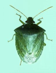 Adult green potato bug, Cuspicona simplex (Hemiptera: Pentatomidae). Creator: DSIR photographers. © Landcare Research. [Image: 3C8]