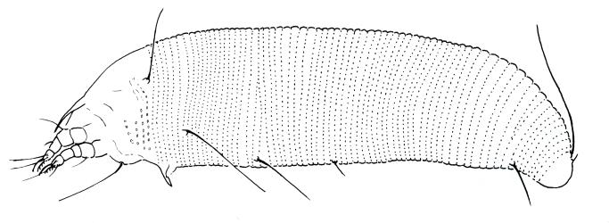 Drawing of side view of leather-leaf gall mite, Acerimina pyrrosiae (Acari: Eriophyidae). The adult mite is very tiny, 0.173-0.191 mm long. Creator: D. Manson. © drawing by D. Manson published in Fauna of New Zealand 1984, volume 5, fig 354. [Image: 3CC]