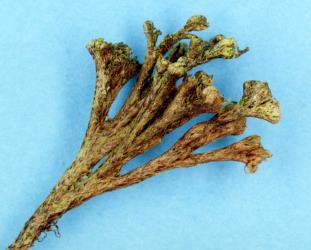 “Witches’ broom” galls on leather-leaf fern, Pyrrosia eleagnifolia, induced by leather-leaf gall mite, Acerimina pyrrosiae (Acari: Eriophyidae). Creator: Nicholas A. Martin. © Plant & Food Research. [Image: 3CD]