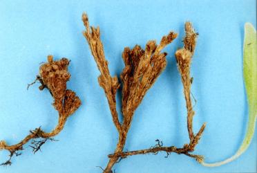 “Witches’ broom” galls on leather-leaf fern, Pyrrosia eleagnifolia, induced by leather-leaf gall mite, Acerimina pyrrosiae (Acari: Eriophyidae). Creator: Nicholas A. Martin. © Plant & Food Research. [Image: 3CE]