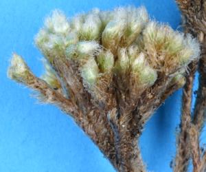 Actively growing “witches’ broom” galls on leather-leaf fern, Pyrrosia eleagnifolia induced by leather-leaf gall mite, Acerimina pyrrosiae (Acari: Eriophyidae). Creator: Nicholas A. Martin. © Plant & Food Research. [Image: 3CI]