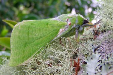 A green male puriri moth, Aenetus virescens (Lepidoptera: Hepialidae). Creator: Robert Hoare. © Robert Hoare. [Image: 3CL]