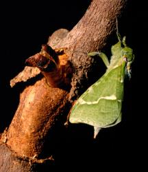 Male puriri moth, Aenetus virescens (Lepidoptera: Hepialidae), just emerged from its pupa; note the empty pupal case protruding from the hole in the tree branch. Creator: John R. Grehan. © John R. Grehan. [Image: 3CM]