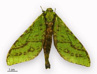 Female puriri moth, Aenetus virescens (Lepidoptera: Hepialidae). Creator: Birgit E Rhode. © Landcare Research. [Image: 3CN]