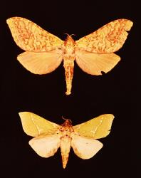 Pinned specimens of female (top) and male (bottom) puriri moths Aenetus virescens (Lepidoptera: Hepialidae) showing the relative size of the two sexes. Creator: FRI photographers. © Scion. [Image: 3CP]