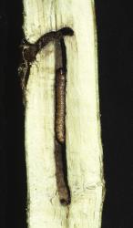 Caterpillar of puriri moth Aenetus virescens (Lepidoptera: Hepialidae), in a burrow in a stem of Carpodetus serratus (putaputaweta). Length of the tunnel is 120 mm; length of the caterpillar is 58 mm. Creator: FRI photographers. © Scion. [Image: 3CR]