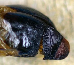 Pupal skin of puriri moth, Aenetus virescens (Lepidoptera: Hepialidae); the tough, black head of the pupa has coarse ridges. Creator: Nicholas A. Martin. © Plant & Food Research. [Image: 3CT]
