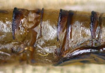 Pupal skin of puriri moth, Aenetus virescens (Lepidoptera: Hepialidae): abdominal ridges that help the pupa to work its way out of its burrow. Creator: Nicholas A. Martin. © Plant & Food Research. [Image: 3CU]