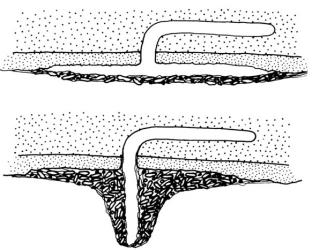 Drawings of sections through the fungal feeding tunnels of litter phase puriri moth caterpillar Aenetus virescens (Lepidoptera: Hepialidae). Top, simple feeding cover. Bottom, feeding surface cover extended as a cone-like protrusion. Coarse stippling, dead wood; fine stippling, fungal tissue. Creator: John R. Grehan. © Drawings published in New Zealand Journal of Zoology, 1987, 14: 441-462, Figure 2. [Image: 3CY]